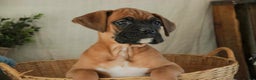 Boxer dogs for sale: Cleo - Ad 11