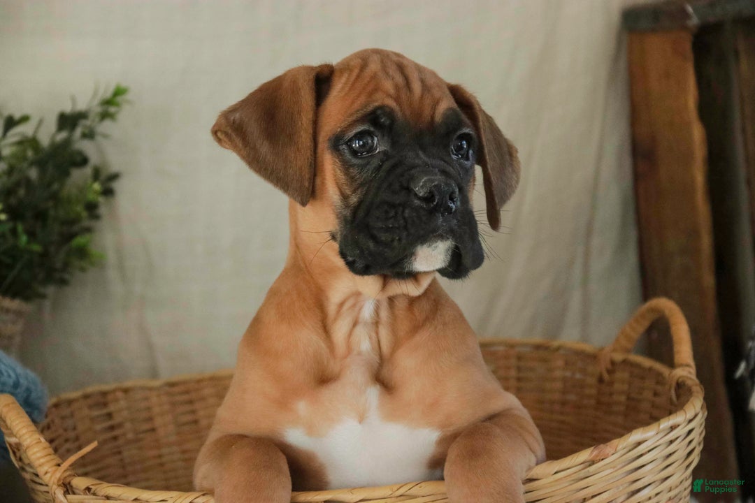 Boxer dogs for sale: Cleo - Ad 11