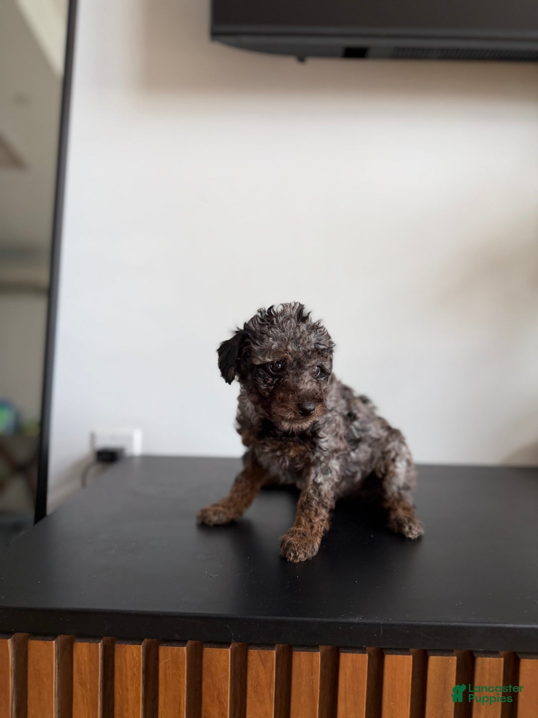 Toy Poodle dogs for sale: Tri teacup - Ad 3