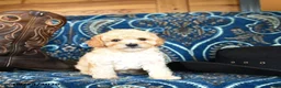 Cavapoo dogs for sale: Shasta - Ad 3