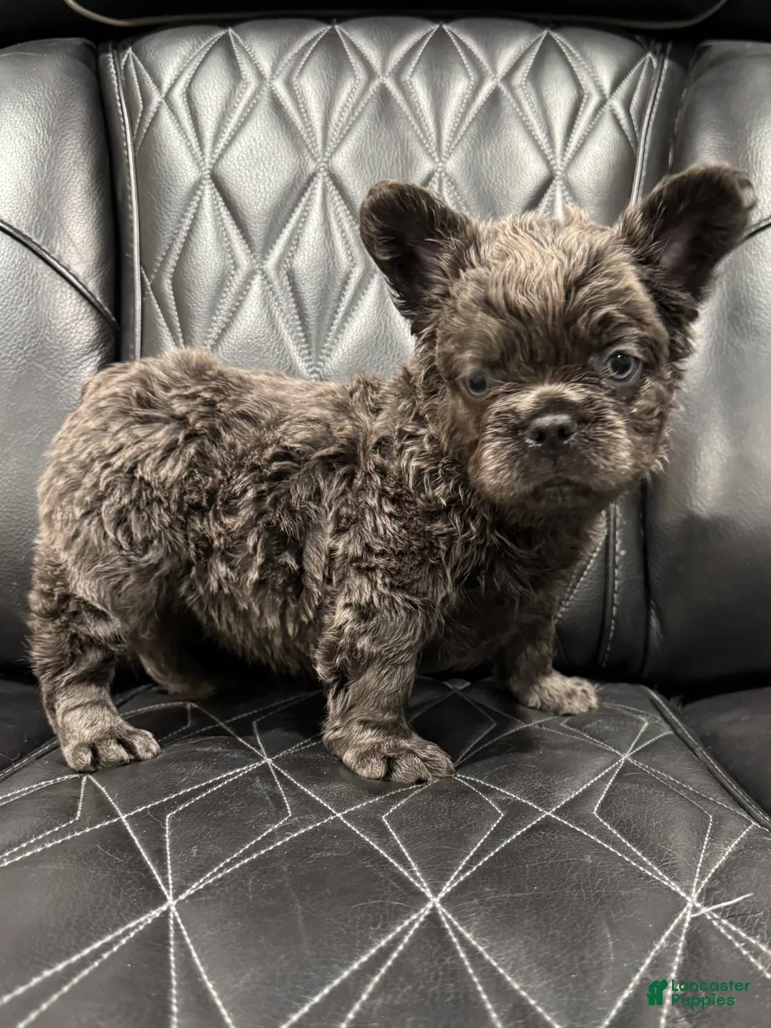 French Bulldog dogs for sale: FLUFFY BENTLEY - Ad 2