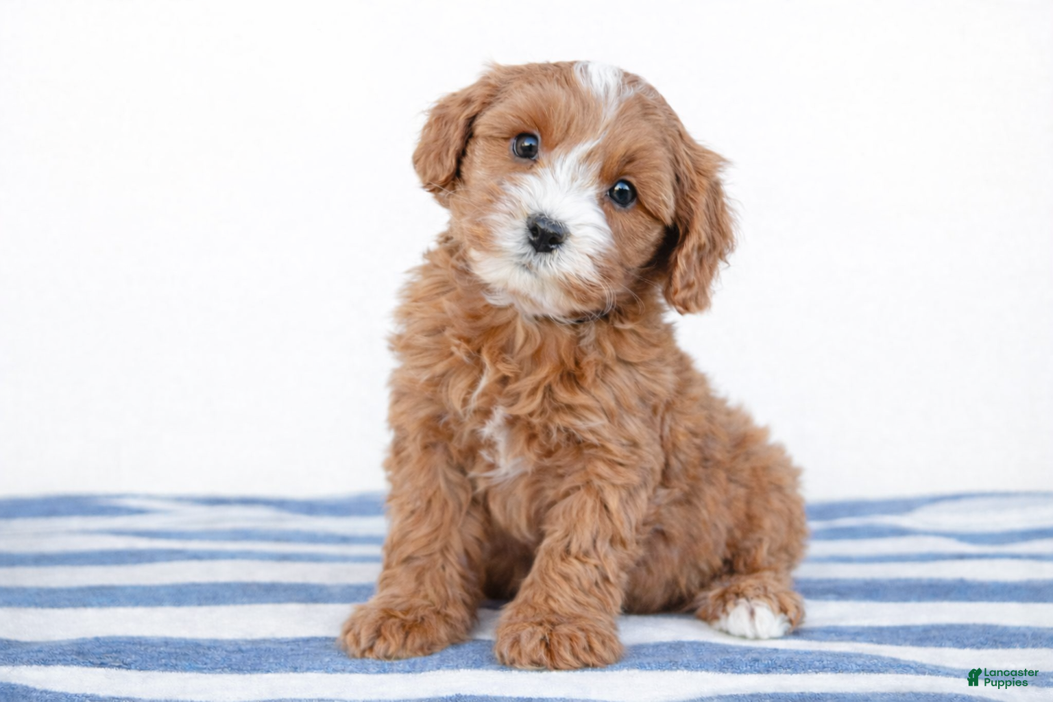 Cockapoo dogs 💙💙 Charlie 💙💙 - Ad 23