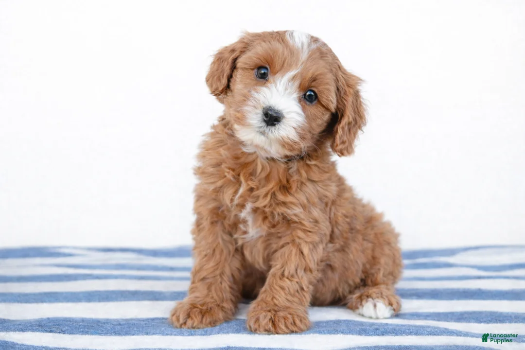 Cockapoo dogs for sale: 💙💙 Charlie 💙💙 - Ad 1