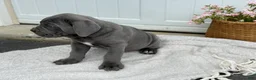 Cane Corso dogs for sale: Bane - Ad 4
