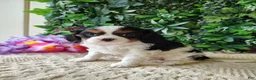 Cavalier King Charles Spaniel dogs for sale: Lexi - Ad 1