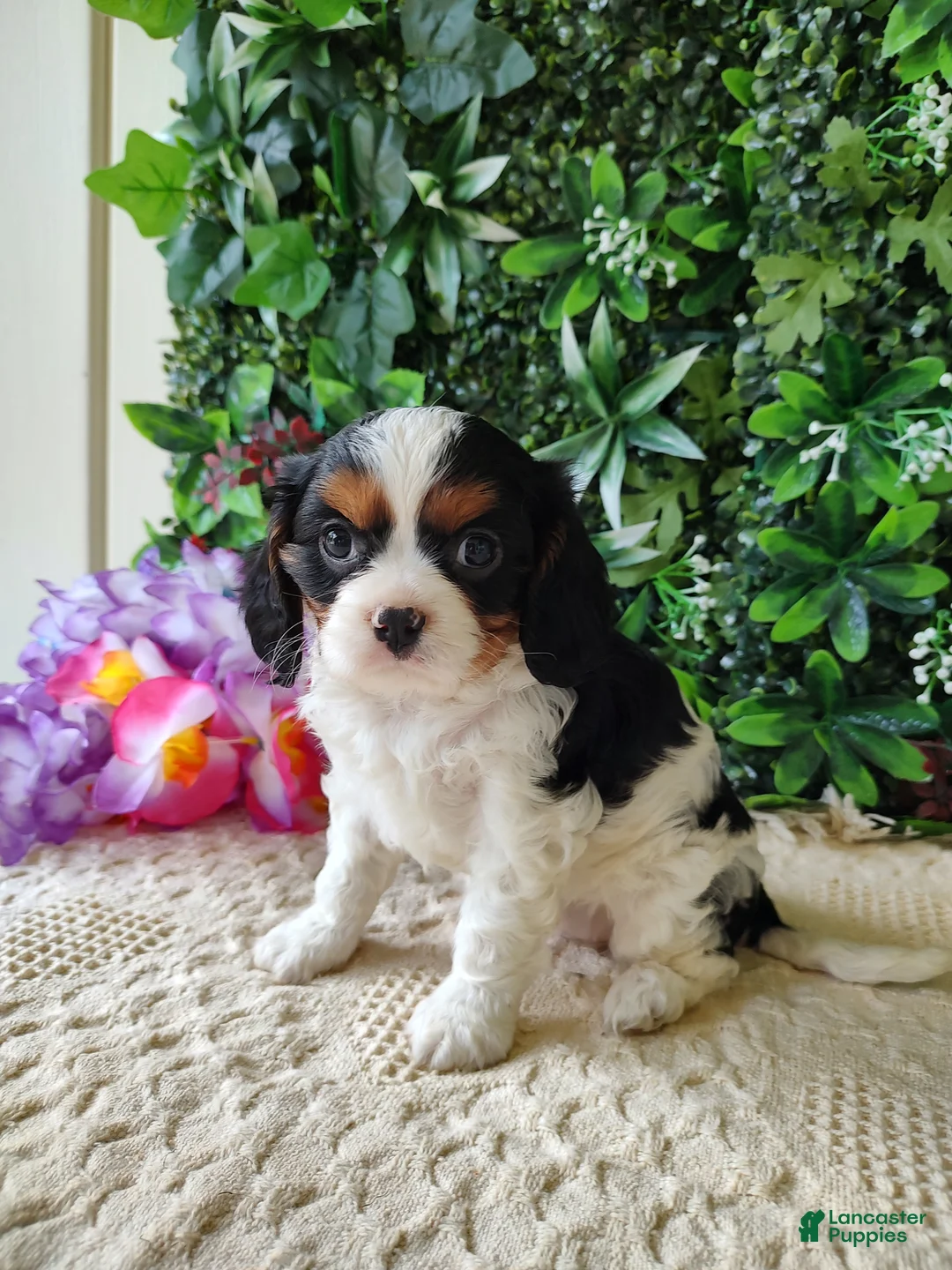 Cavalier King Charles Spaniel dogs for sale: Lexi - Ad 1