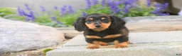 Miniature Dachshund dogs for sale: Sally Miniature Dachshund  - Ad 3