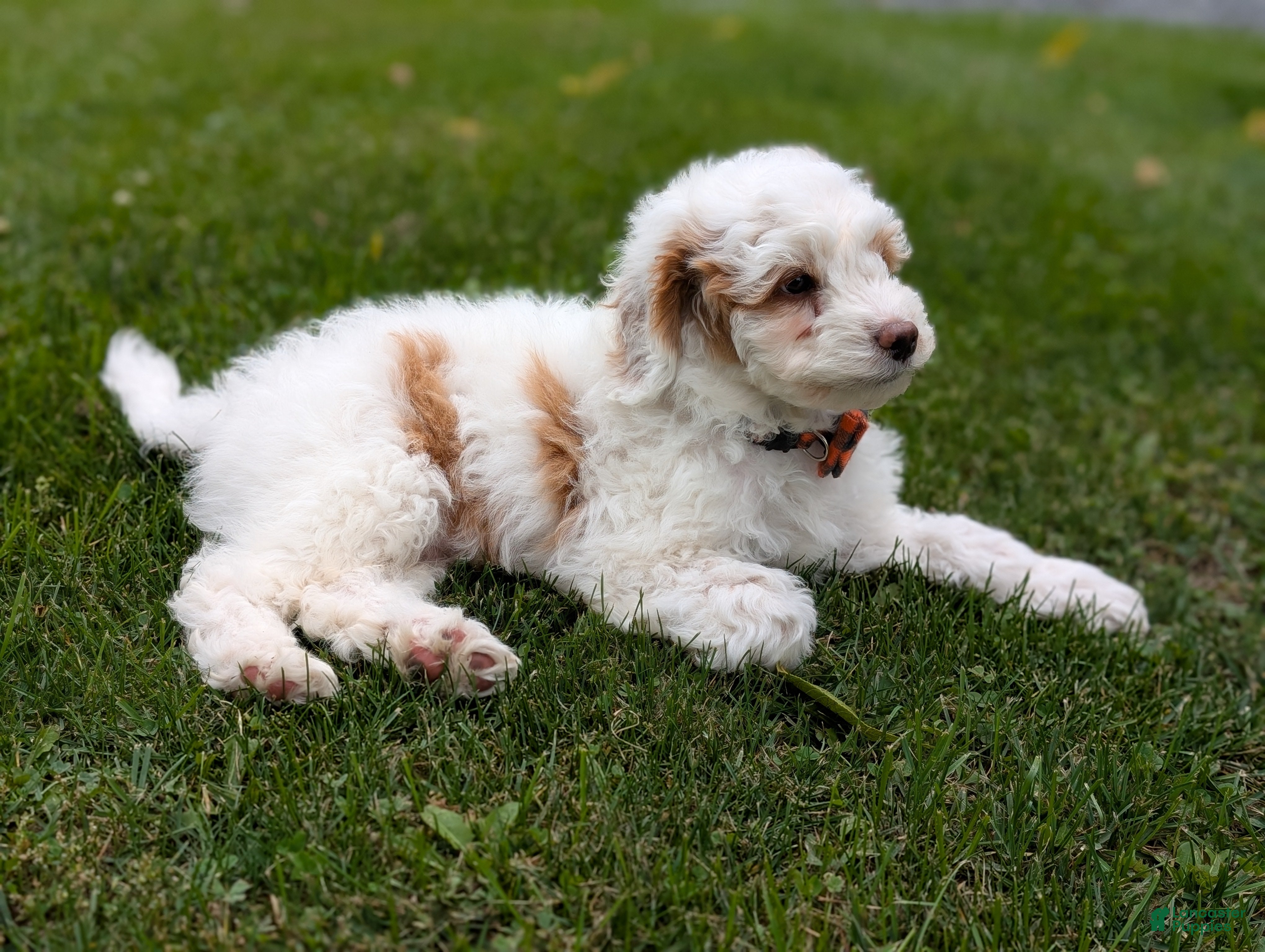 Mini Goldendoodle dogs Buddy - Ad 2