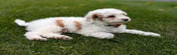 Mini Goldendoodle dogs for sale: Buddy - Ad 6