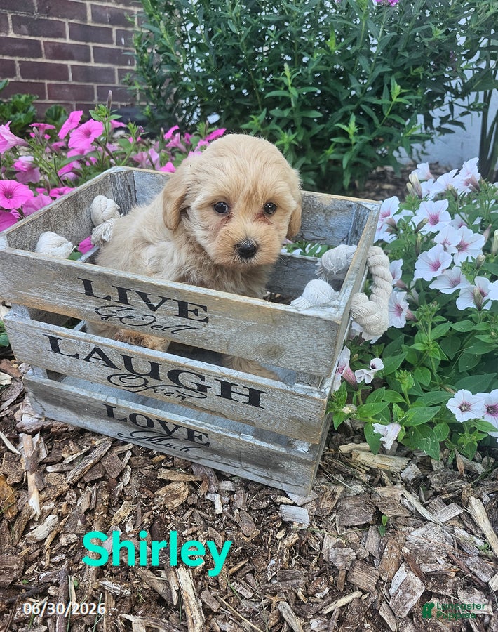Havapoo dogs Shirley - Ad 1