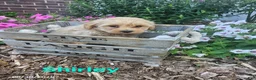 Havapoo dogs for sale: Shirley - Ad 1