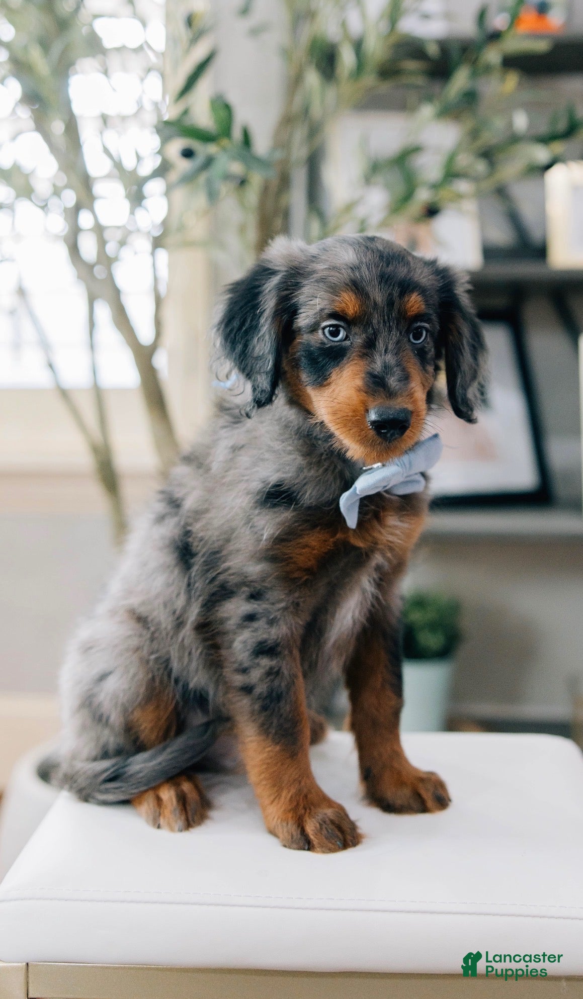 Aussiedoodle dogs Leek - Ad 1