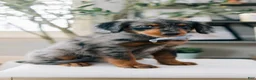 Aussiedoodle dogs for sale: Leek - Ad 1