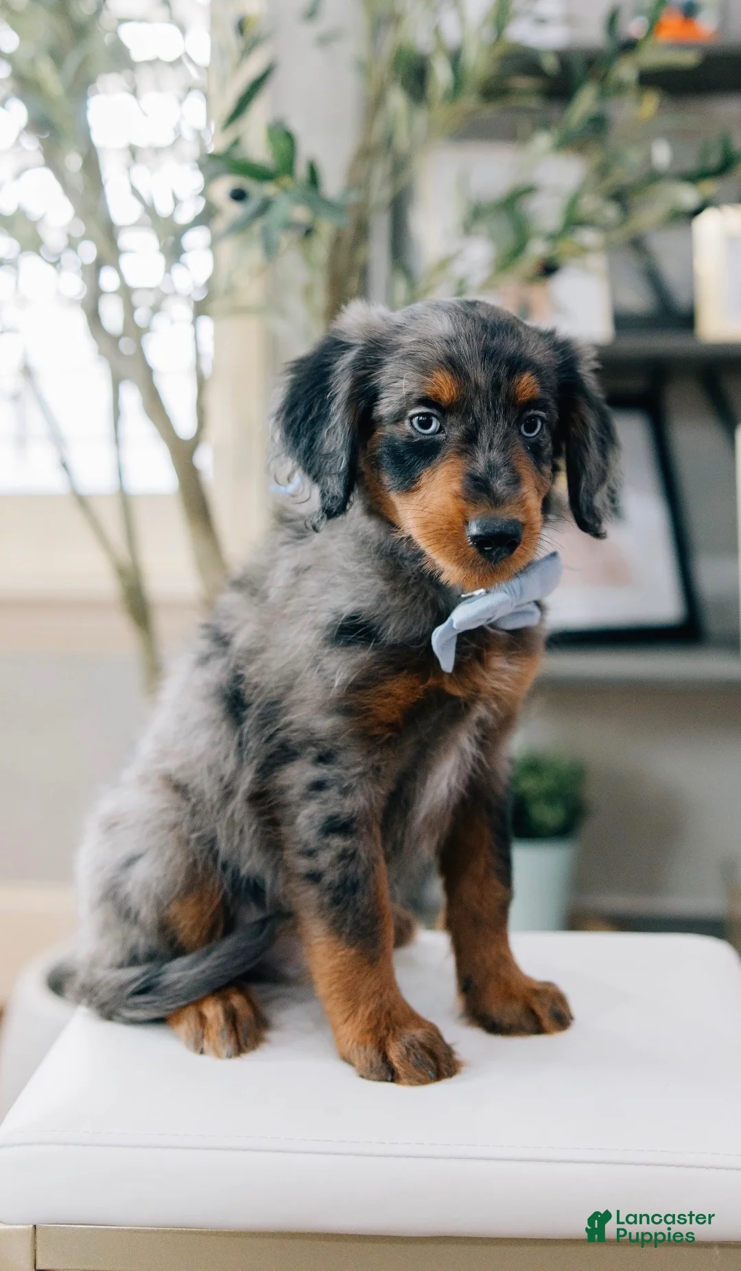 Aussiedoodle dogs for sale: Leek - Ad 1
