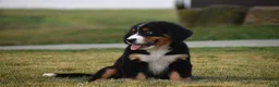 Bernese Mountain Dog dogs for sale: Maverick - Ad 4