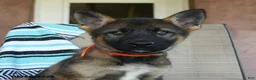 German Shepherd dogs for sale: Gretchun - Ad 4