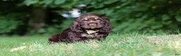 Cocker Spaniel dogs for sale: Lincoln - Ad 1