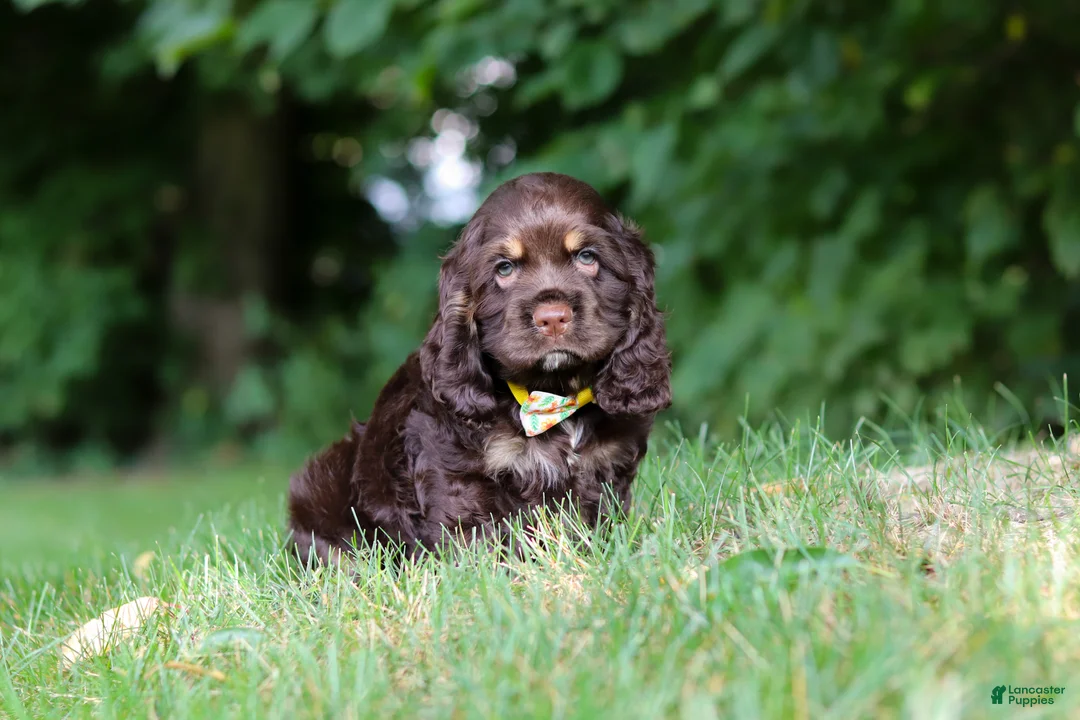 Cocker Spaniel dogs for sale: Lincoln - Ad 1