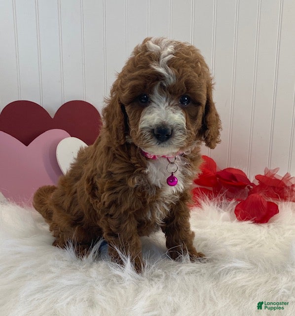 Cavapoo dogs Daisy - Ad 8