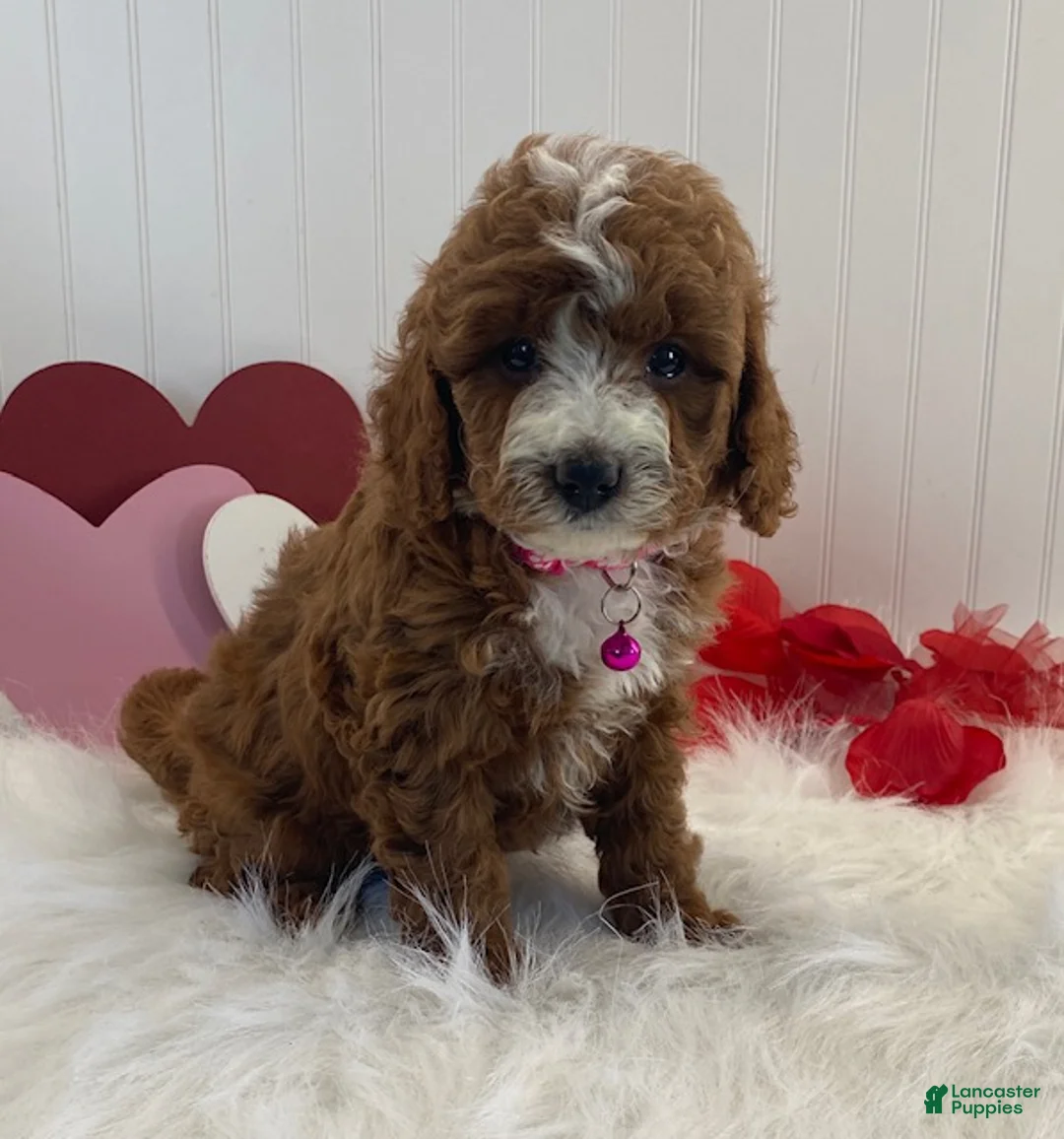 Cavapoo dogs for sale: Daisy - Ad 6