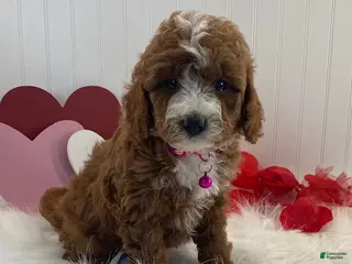 Cavapoo dogs Daisy - Ad 8