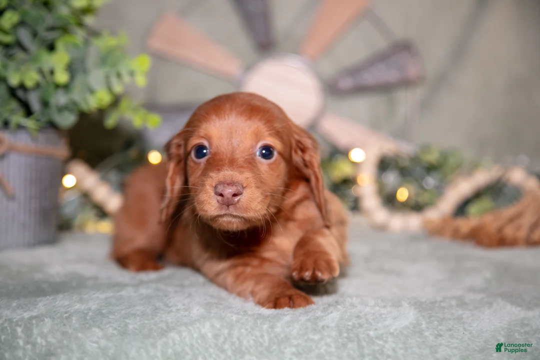 Miniature Dachshund dogs for sale: Frisky - Ad 3