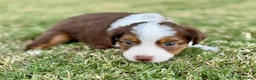 Toy Australian Shepherd dogs for sale: Mario - Ad 3