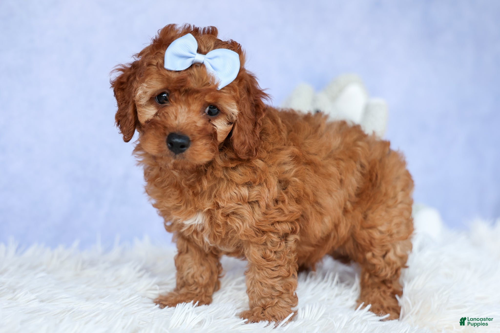 Cavapoo dogs TYSON - Ad 2