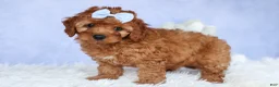 Cavapoo dogs for sale: TYSON - Ad 2