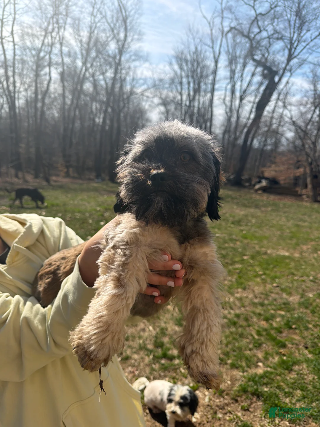Shih Tzu dogs for sale: Shih Tzu puppy 2 - Ad 3