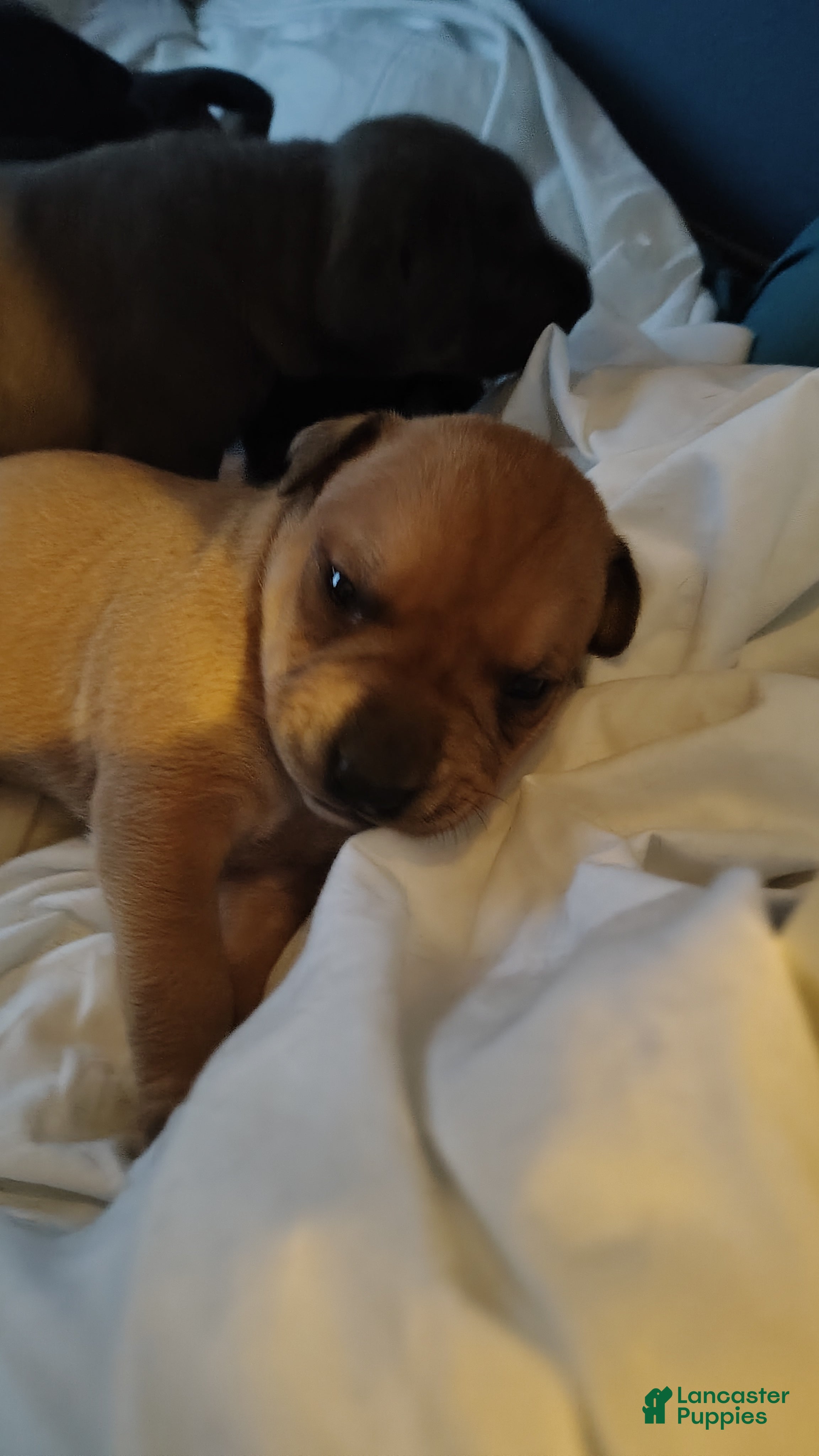 Mixed Breed dogs Mouthy - Ad 12