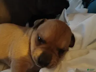 Mixed Breed dogs Mouthy - Ad 12