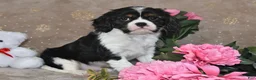 Cavalier King Charles Spaniel dogs for sale: Charlie - Ad 3