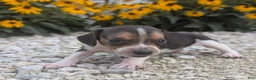 Beagle dogs for sale: Ham - Ad 9