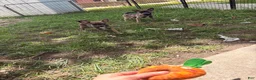 Chihuahua dogs for sale: Chihuahua 1 - Ad 2