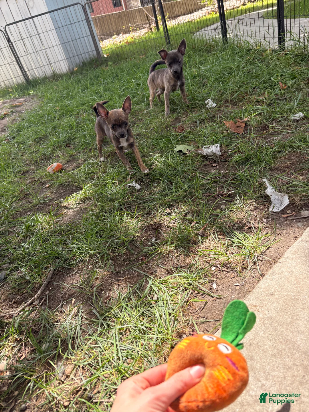 Chihuahua dogs for sale: Chihuahua 1 - Ad 2