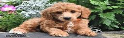 Miniature Poodle dogs for sale: Fido  - Ad 4