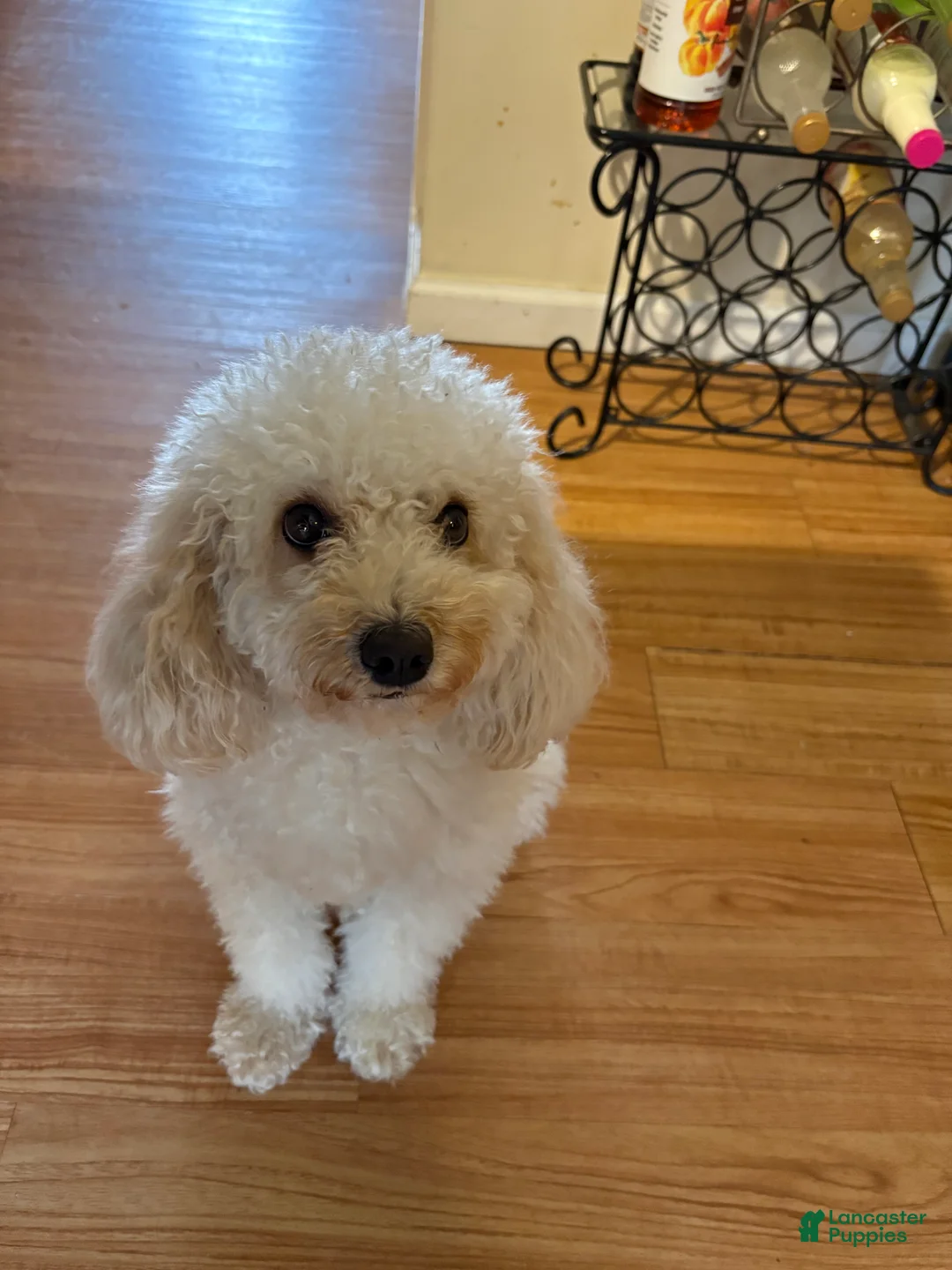 Cavapoo dogs for sale: Cavapoo Puppy 4 - Ad 3