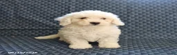 Bichon Frise dogs for sale: Bobby - Ad 3