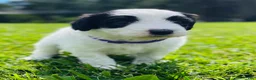 Sheepadoodle dogs for sale: Cookie  - Ad 10