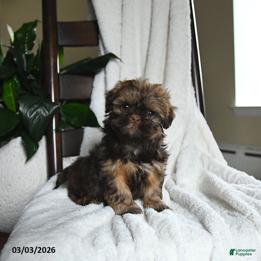 Shih Tzu dogs Whisper - Ad 1