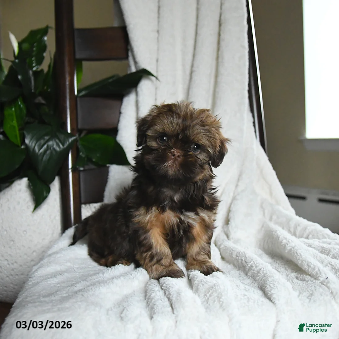 Shih Tzu dogs for sale: Whisper - Ad 1