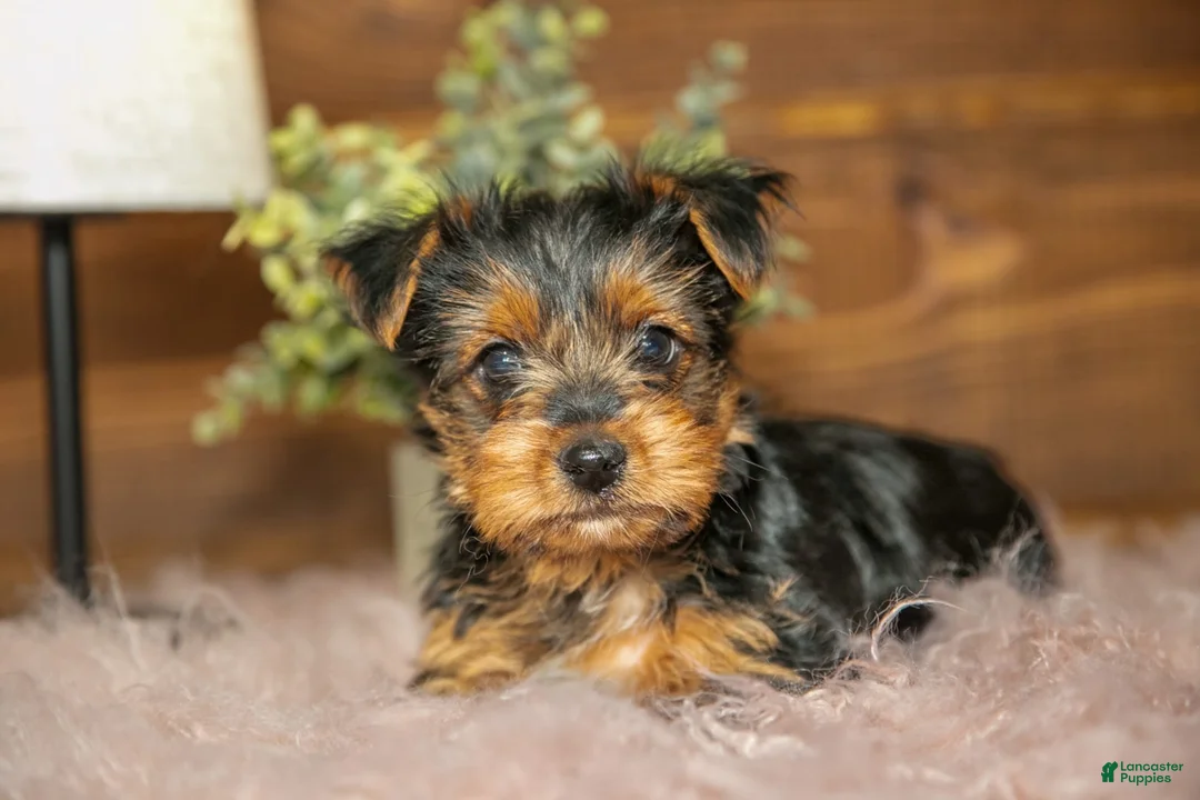 Yorkshire Terrier dogs for sale: Darcy - Ad 4
