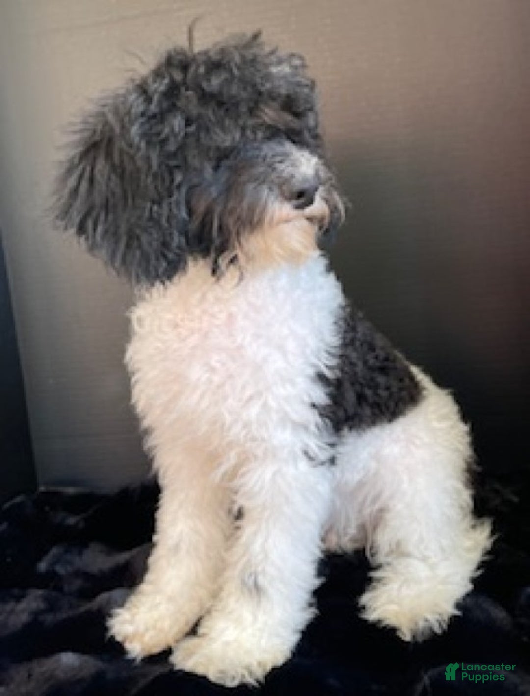 Miniature Poodle dogs for sale: Travis - Ad 4