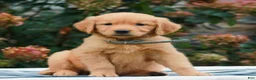 Golden Retriever dogs for sale: Mindy  - Ad 2