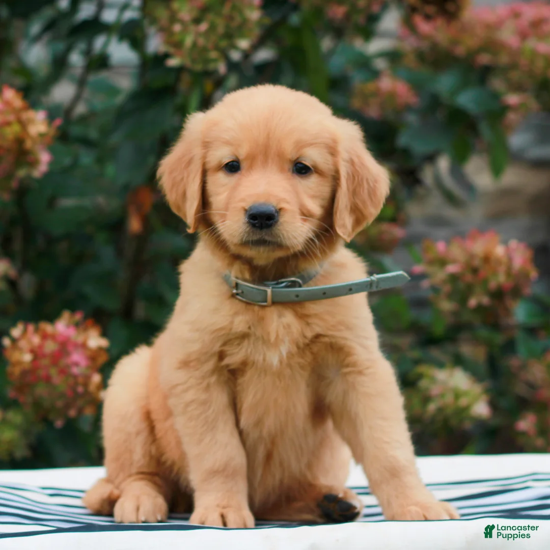 Golden Retriever dogs for sale: Mindy  - Ad 2