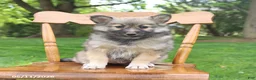 Pomsky dogs for sale: Skye - Ad 4