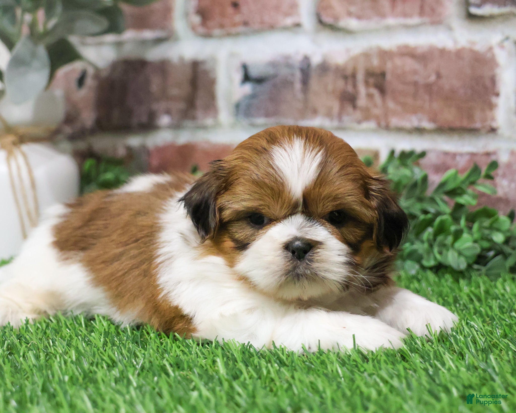 Shih Tzu dogs Duke  - Ad 37