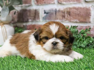 Shih Tzu dogs Duke - Ad 6