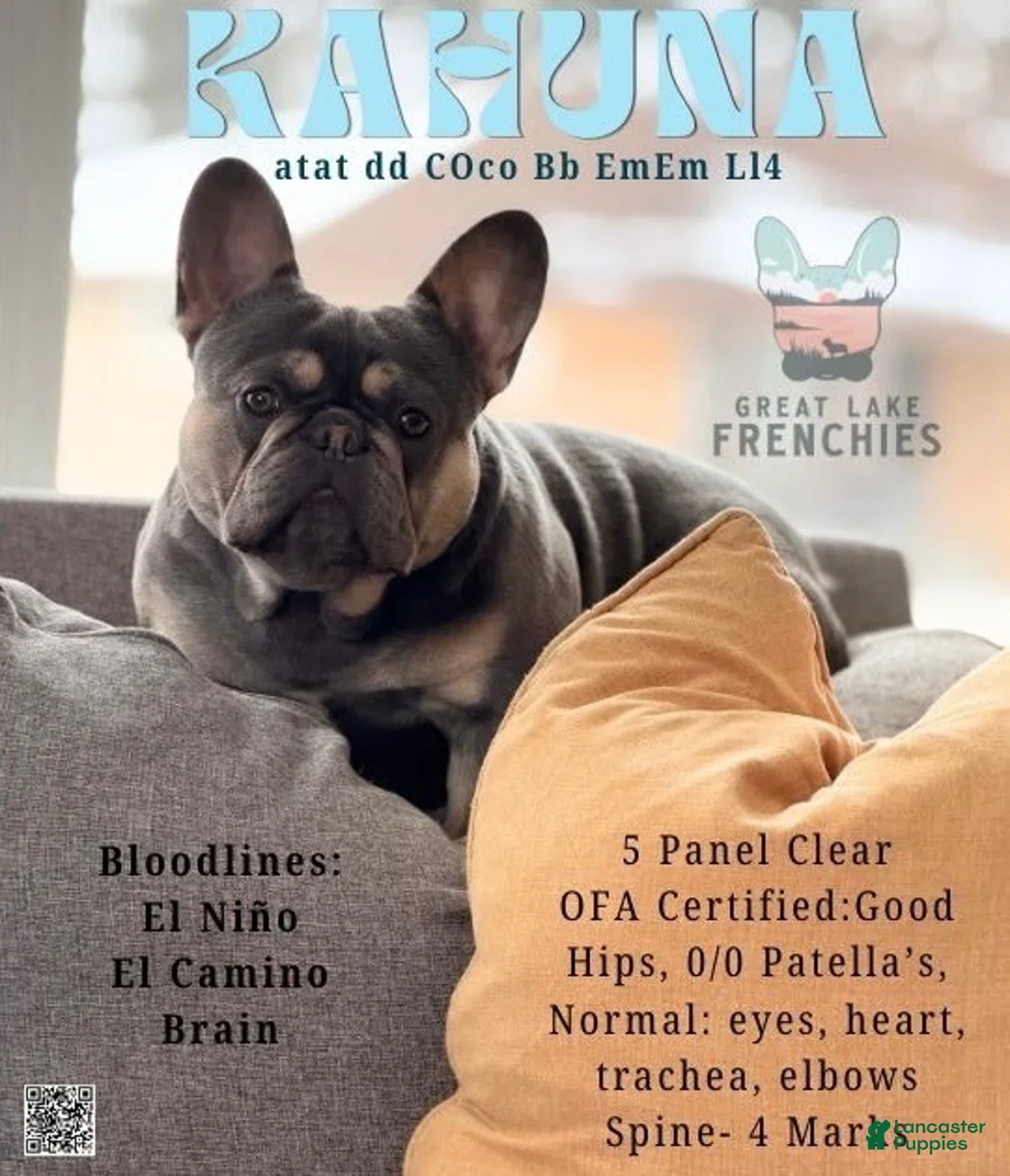 French Bulldog dogs for sale: French Bulldog 1 - Ad 5